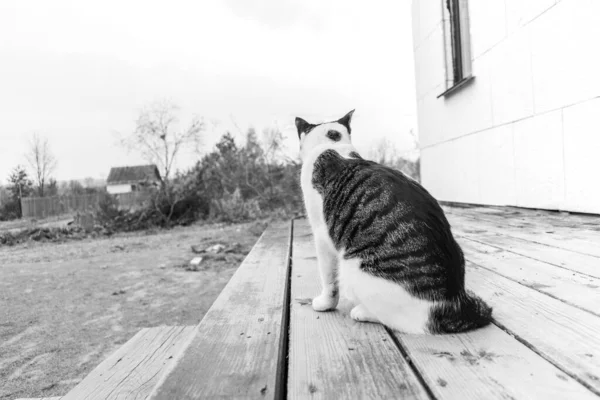 Černobílá Fotka Kočky Zvíře Sedí Dřevěné Podlaze Village Outdoor — Stock fotografie