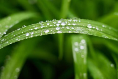 Islak çimenlerin üzerinde yağmur damlası                               