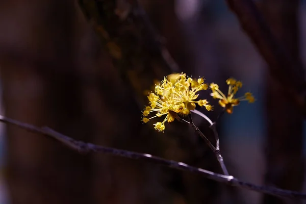 Fleur Cornus Corée — Photo