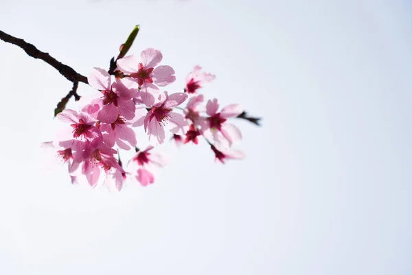 Cherry Blossom Dangjin Korea — Stock Photo, Image