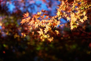 Akça ağaç ve yaprak, Kore'nin Cheonan Bağımsızlık Binası