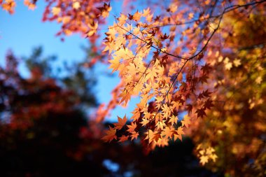 Akça ağaç ve yaprak, Kore'nin Cheonan Bağımsızlık Binası