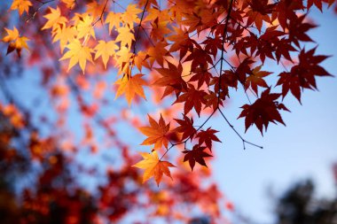 Akça ağaç ve yaprak, Kore'nin Cheonan Bağımsızlık Binası