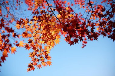 Akça ağaç ve yaprak, Kore'nin Cheonan Bağımsızlık Binası
