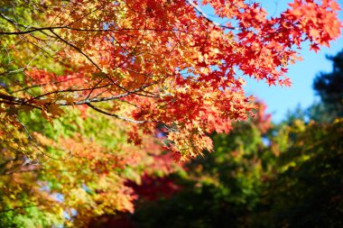 Akça ağaç ve yaprak, Kore'nin Cheonan Bağımsızlık Binası