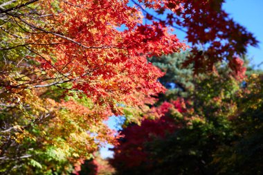 Akça ağaç ve yaprak, Kore'nin Cheonan Bağımsızlık Binası