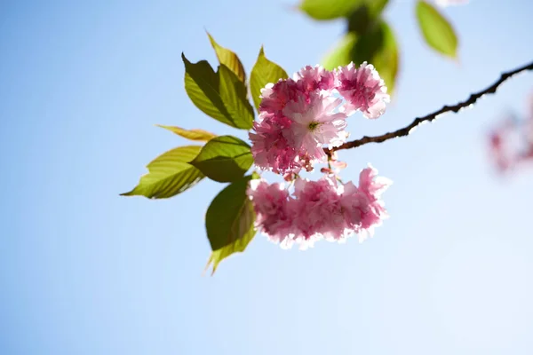 Double Flowering Cherry Blossoms Gaesim Temple Seosan Korea — Stock Photo, Image