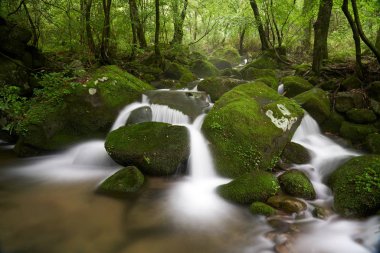Sandong Moss Vadisi, Youngwoel, Kore                               