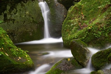 Sandong Moss Vadisi, Youngwoel, Kore                               