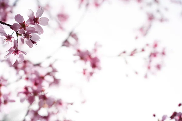 Cherry Blossom in Dangjin, Korea
