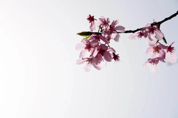 Flor Cerezo Dangjin Corea — Foto de Stock