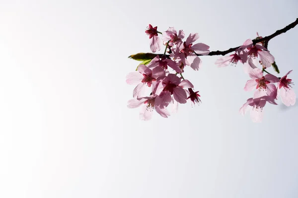 Cherry Blossom Dangjin Korea — Stock Photo, Image