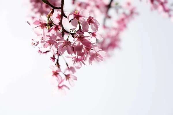 Cherry Blossom Dangjin Korea — Stock Photo, Image