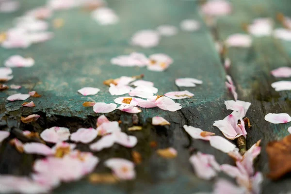 Cherry Blossom Dangjin Korea — Stock Photo, Image
