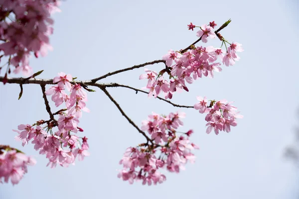 Flor Cerezo Dangjin Corea — Foto de Stock