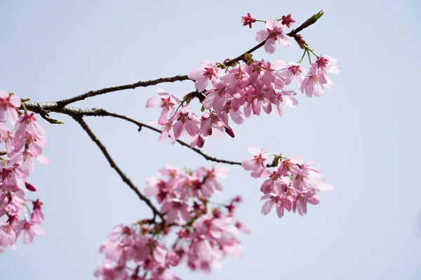 Flor Cerezo Dangjin Corea — Foto de Stock