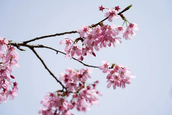 Cherry Blossom Dangjin Korea — Stock Photo, Image