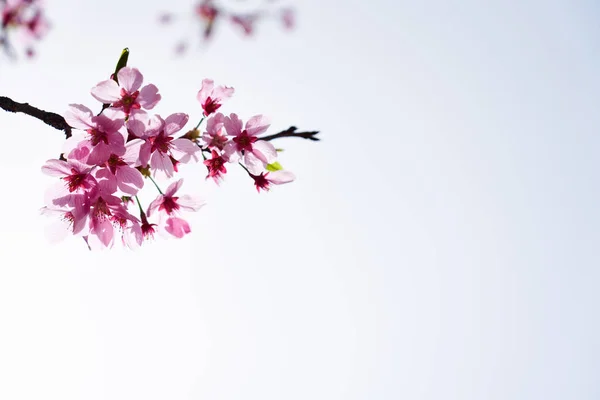 Flor Cerezo Dangjin Corea — Foto de Stock