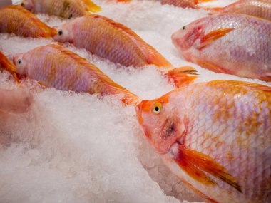 Kırmızı Tilapia (Ruby veya kırmızı ya da pembe balık), taze balık olduğunu modern süpermarkette buzda ahır. Kırmızı Tilapia bir tatlı su balığı olduğunu.