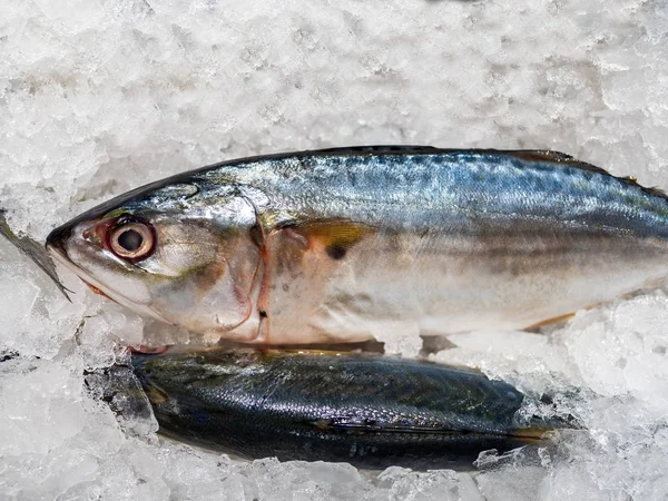 Pescado Caballa Pescado Fresco Está Puesto Hielo Supermercado Moderno Pla —  Fotos de Stock