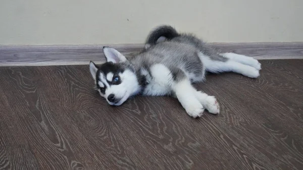 Cucciolo Husky Siberiano Foto Scattata 2017 — Foto Stock