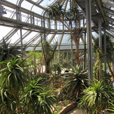 berlin botanik bahçesinde gerçek orman