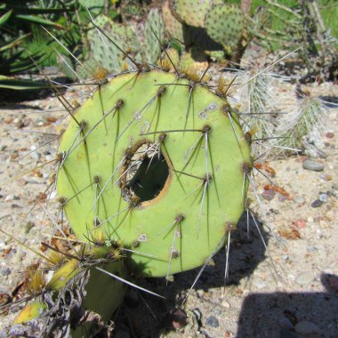 Beklenmedik bir yerde sadece büyük bir kaktüs (Berlin'de).