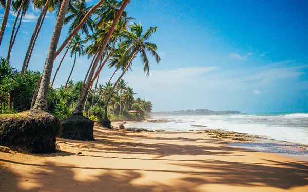 Palm trees on the ocean, golden sand and oceanic surf, light clouds in the sky above the horizon line, silence and tranquility of the tropical island. Sri Lanka, Asia