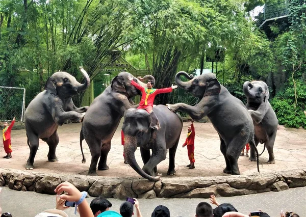 Жестокость Развлечение Слонов — стоковое фото