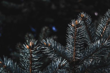 geç yaz dallarında köknar ağacı