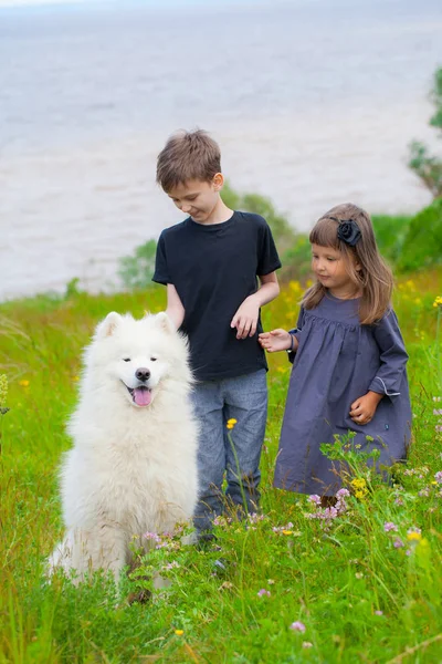 Menino e menina no verão com um grande cão de montagem do Samoyed — Fotografia de Stock