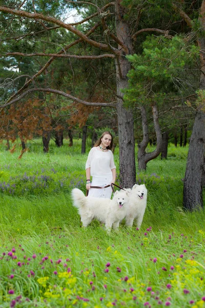 Молодая красивая женщина стоит с двумя большими белыми мохнатыми собаками на фоне леса в зеленой траве — стоковое фото