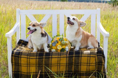 Galce Corgi Pembroke doğurmak iki köpek ekose aralarında bir kafes içinde beyaz bir bankta oturup bir düğün buket