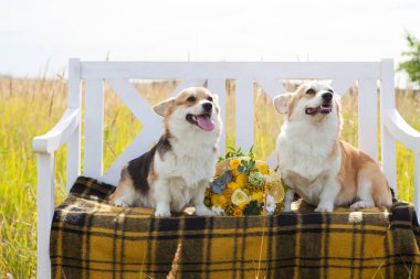 Galce Corgi Pembroke doğurmak iki köpek ekose aralarında bir kafes içinde beyaz bir bankta oturup bir düğün buket