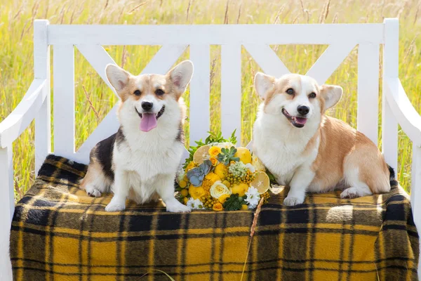 Две собаки валлийской породы корги Пемброк сидят на белой скамейке, в клетке, между ними свадебный букет — стоковое фото