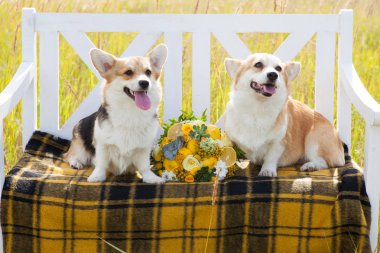 Galce Corgi Pembroke doğurmak iki köpek ekose aralarında bir kafes içinde beyaz bir bankta oturup bir düğün buket