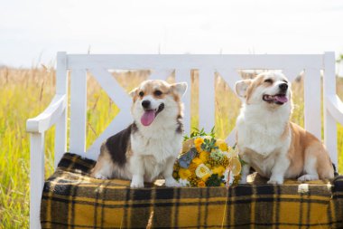 Galce Corgi Pembroke doğurmak iki köpek ekose aralarında bir kafes içinde beyaz bir bankta oturup bir düğün buket