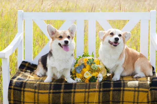 Две собаки валлийской породы корги Пемброк сидят на белой скамейке, в клетке, между ними свадебный букет — стоковое фото