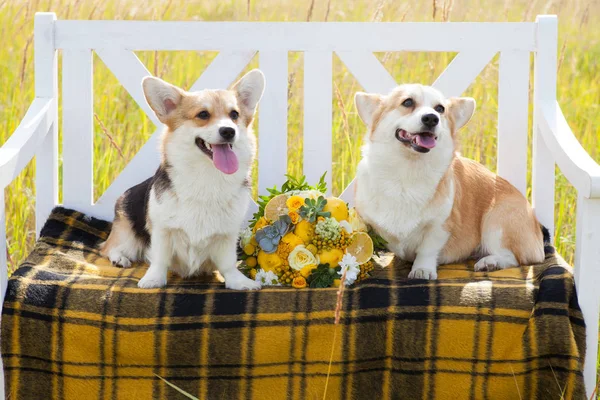 Galce Corgi Pembroke doğurmak iki köpek ekose aralarında bir kafes içinde beyaz bir bankta oturup bir düğün buket