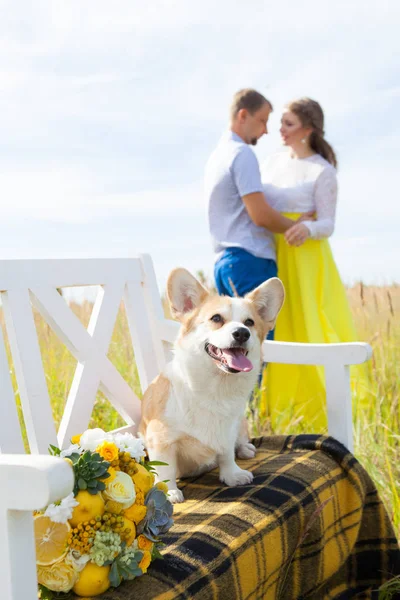 Pies rasy Welsh Corgi siedzi na ławce biały z hostami w tle. Mężczyzna i Kobieta, przytulanie — Zdjęcie stockowe