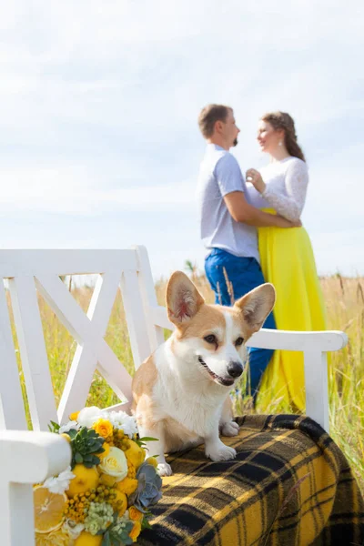 웨일즈 어 Corgi 품종 개 배경에서 호스트와 하얀 벤치에 앉아 있다. 남자와 포옹 하는 여자 — 스톡 사진