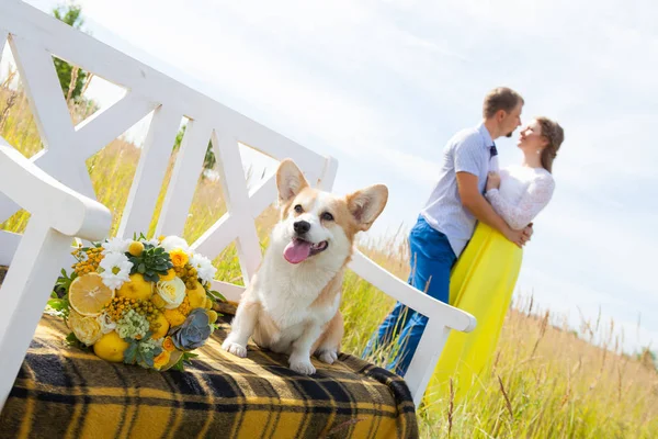 Pies rasy Welsh Corgi siedzi na ławce biały z hostami w tle. Mężczyzna i Kobieta, przytulanie — Zdjęcie stockowe