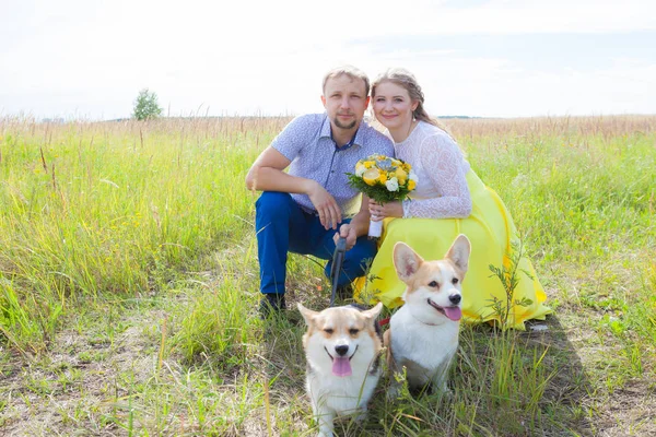 Två hundar av rasen Welsh Corgi sitter i ett fält med ägarna i bakgrunden. Man och kvinna som kramas — Stockfoto