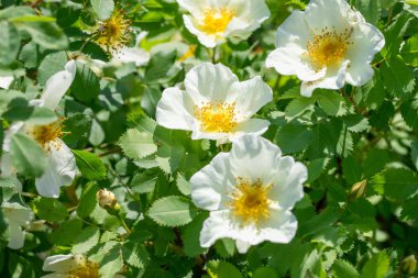 yabani gül beyaz çiçekler