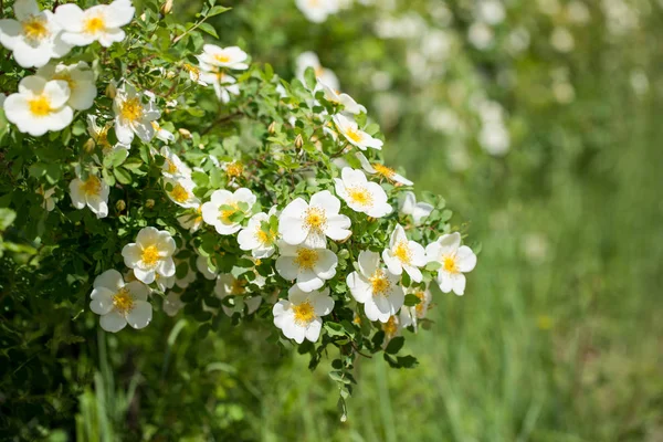 White flowers of wild rose — Stock Photo, Image