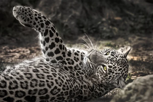 Resting leopard in wilderness. Good night my friends. Have a nice dream. Goodbye! See you later! Jaguar business opportunity. jaguar in advertising.