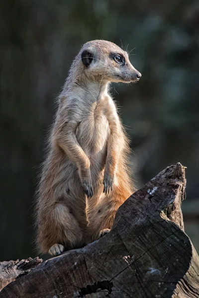 Suricata tetikte. Surikata sütun olarak duran ve tehlike için arıyor.