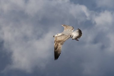 Bu Gaga bir midye kabuğu ile ringa martı (Larus argentatus) Mecklenburg-Western Pomerania, Almanya bir Baltık Denizi plajda uçan
