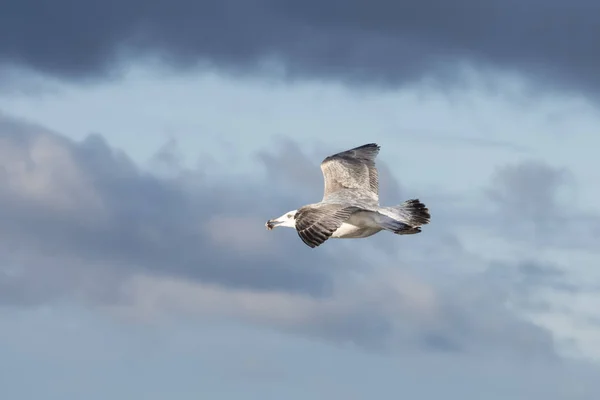 Bu Gaga bir midye kabuğu ile ringa martı (Larus argentatus) Mecklenburg-Western Pomerania, Almanya bir Baltık Denizi plajda uçan