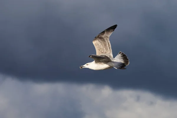 Bu Gaga bir midye kabuğu ile ringa martı (Larus argentatus) Mecklenburg-Western Pomerania, Almanya bir Baltık Denizi plajda uçan